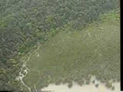 Tree Spirits: Flying Lemurs