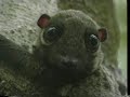 Tree Spirits: Flying Lemurs