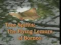 Tree Spirits: Flying Lemurs Tree Spirits: Flying Lemurs