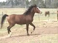 Southern Reyn Dance