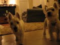Frankie and Dino
