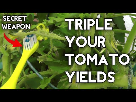 how to get more yield from tomato plants