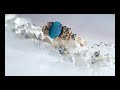 ring sample