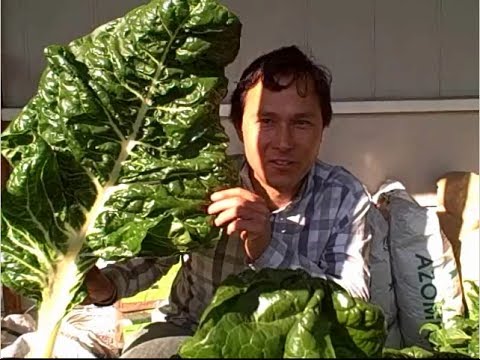 how to harvest swiss chard from your garden