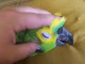 Olhem meu filho Caio, tão carente!