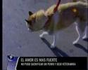 Barti en la tele Barti en la tele