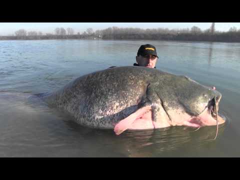 GIANT catfish are REAL!!