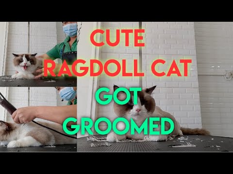Cute #Ragdoll Cat got groomed|Ragdoll Cat grooming|Cat owner/lover must watch this|#catlover#Ragdoll