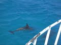 Dauphins en Mer Rouge - Hurghada ( Giftun )