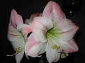 Primavera