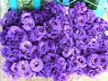 Primavera Primavera