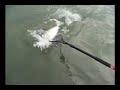Topwater Striper Action in Manhattan Topwater Striper Action in Manhattan