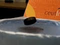 Levitación por superconductividad Levitación por superconductividad