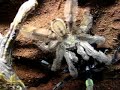 P.Irminia mating part 2