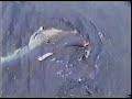 Shark finning