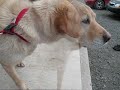 Chien Miko Chien Miko