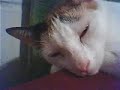 Mi gata