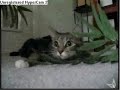 Ninja cat