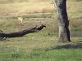 a lion attacks a buffalo
