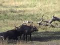 a lion attacks a buffalo