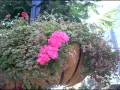 LITTLE ITALY SAN DIEGO CA INDIA ST 9.2009 BEST WESTERN