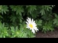 Canon Legria HF200 test