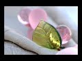 2008 nmdreamwedding