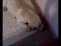 dumb dog