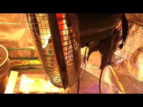 how to grow with a 400 watt hps