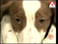 l'acquisition d'un chien.
capsule animag avec loisirs canins.

http://www.tele-mag.com/