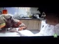 Peliculas de torbe -meretrix-chumino royal-alitosis-mete el extraterrestre y transputin