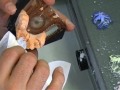 Edident Lab 