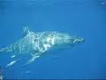 My Great White Shark Movie from Guadalupe!
