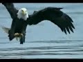 The Freedom Aliance