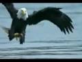 Bald Eagle catches salmon in slow motion - bald eagle, birds, eagle, fish, salmon, slow motion