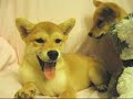???? Shiba Inu