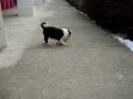 videos de Mawlch Taff playing - part 2
