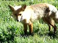 Colorado Red Fox Colorado Red Fox