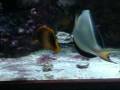 videos de West African Angelfish - Holacanthus africanus