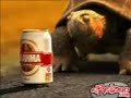 Tortuga cerveza Tortuga cerveza