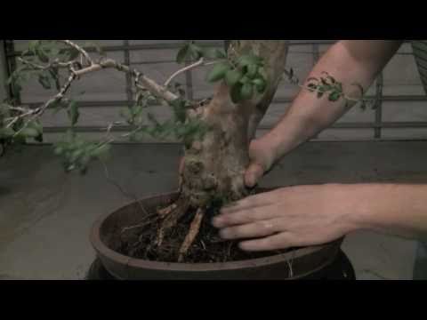 how to replant a bonsai plant