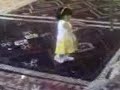 rheeb1982 رقص بنت صغيره روعه وخطير