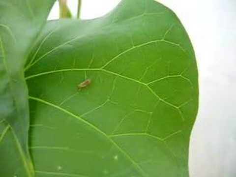 Fast moving Larva