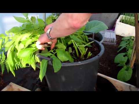 how to harvest early potatoes