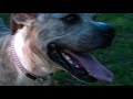 Missy - a special dog looking for the right home