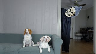 Dogs Chase Giant Grim Reaper Out of the House! Funny Dogs Maymo & Potpie vs Skeleton Prank Surprise by Maymo