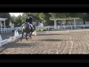 Bold Little Harry 2007 American Eventing Championshipship