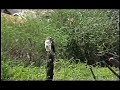 Red-tailed Hawk