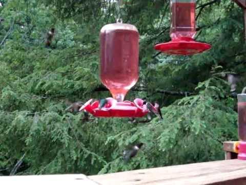 how to provide water for hummingbirds