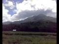 Daintree Tea Plantation